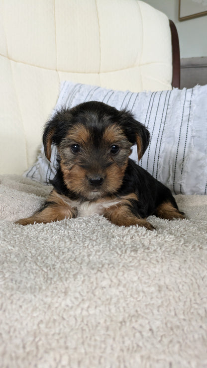 YORKSHIRE TERRIER (02/25) FEMALE