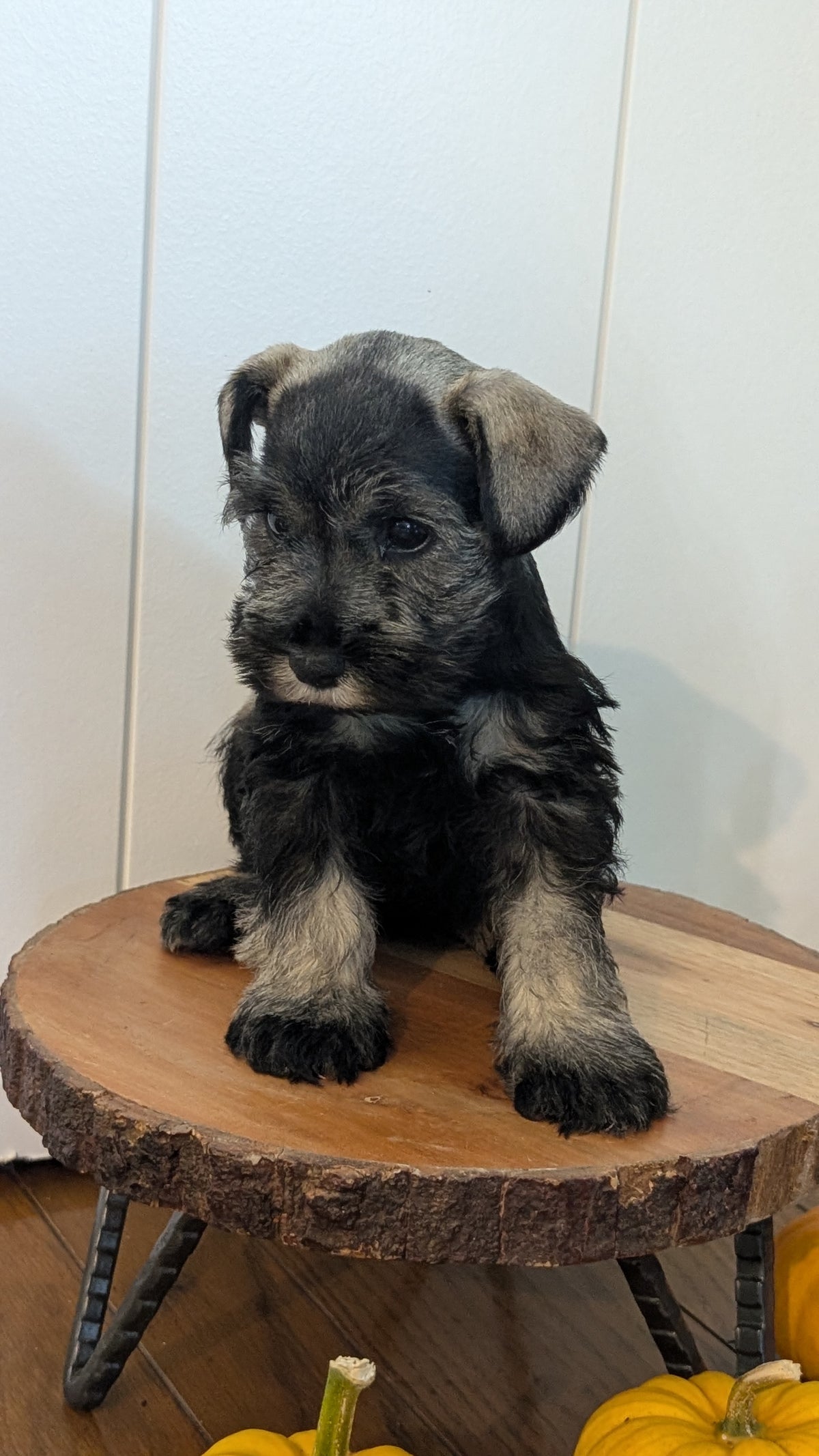 MINI SCHNAUZER (AUG 24) 8 FEMALES
