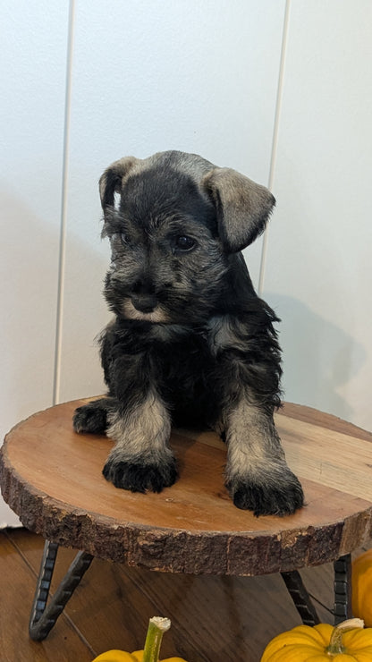 MINI SCHNAUZER (AUG 24) 8 FEMALES