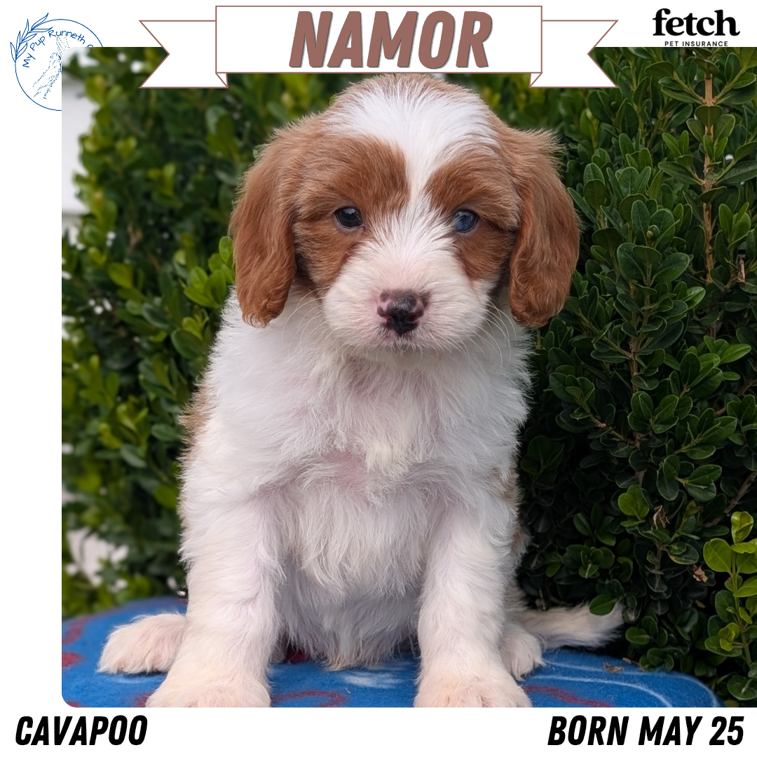 CAVAPOO (MAY 25) MALES