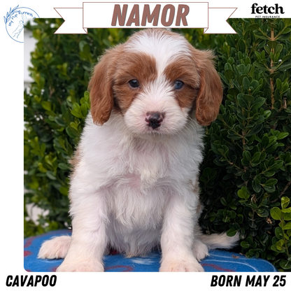 CAVAPOO (MAY 25) MALES