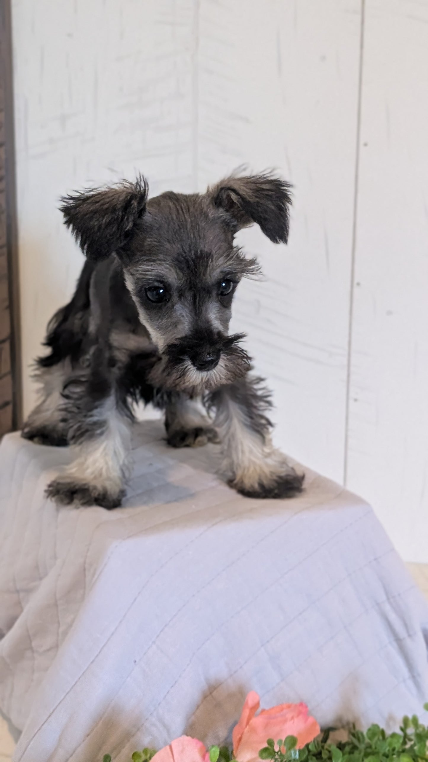 MINI SCHNAUZER (FEB 15) FEMALES