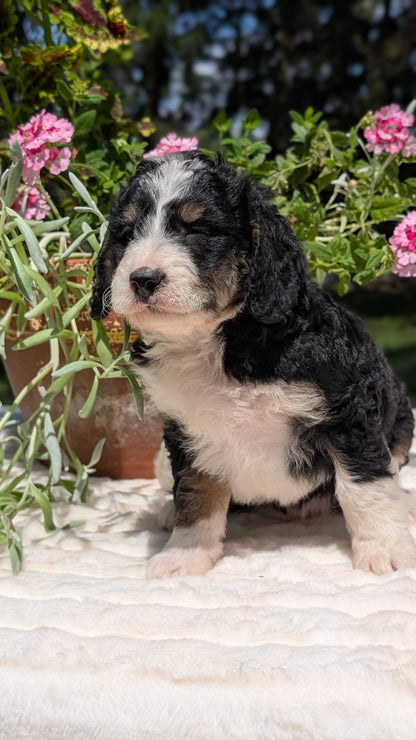 MINI BERNEDOODLE (06/11) FEMALE
