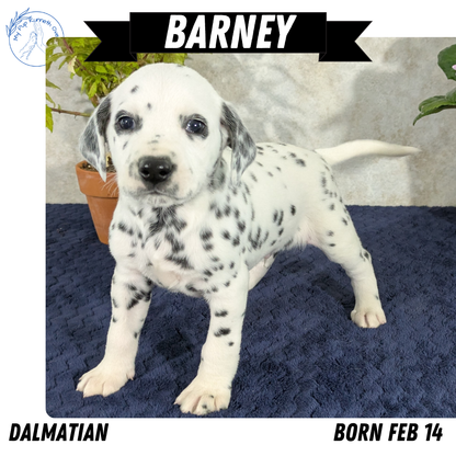 DALMATIAN (02/14) MALE