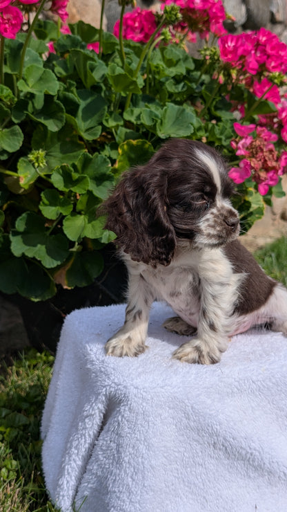 COCKER SPANIEL (07/16) MALE