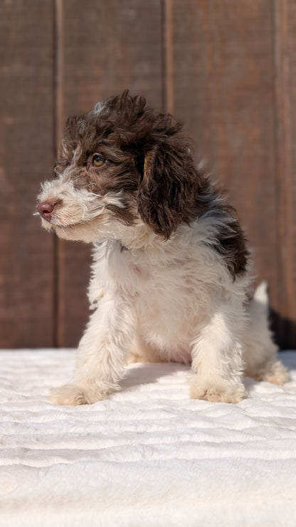 MINI BERNEDOODLE (07/25) FEMALE