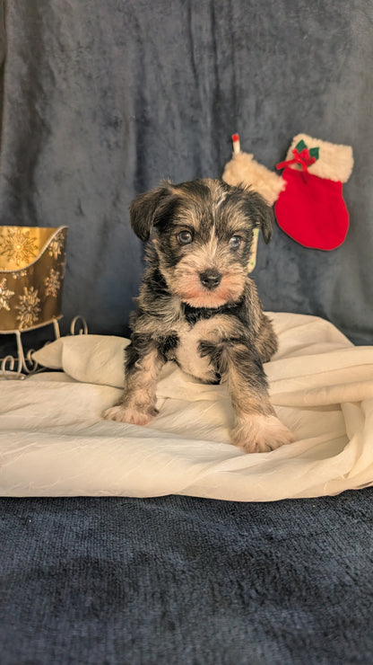 MINI SCHNAUZER (OCT 27) FEMALE