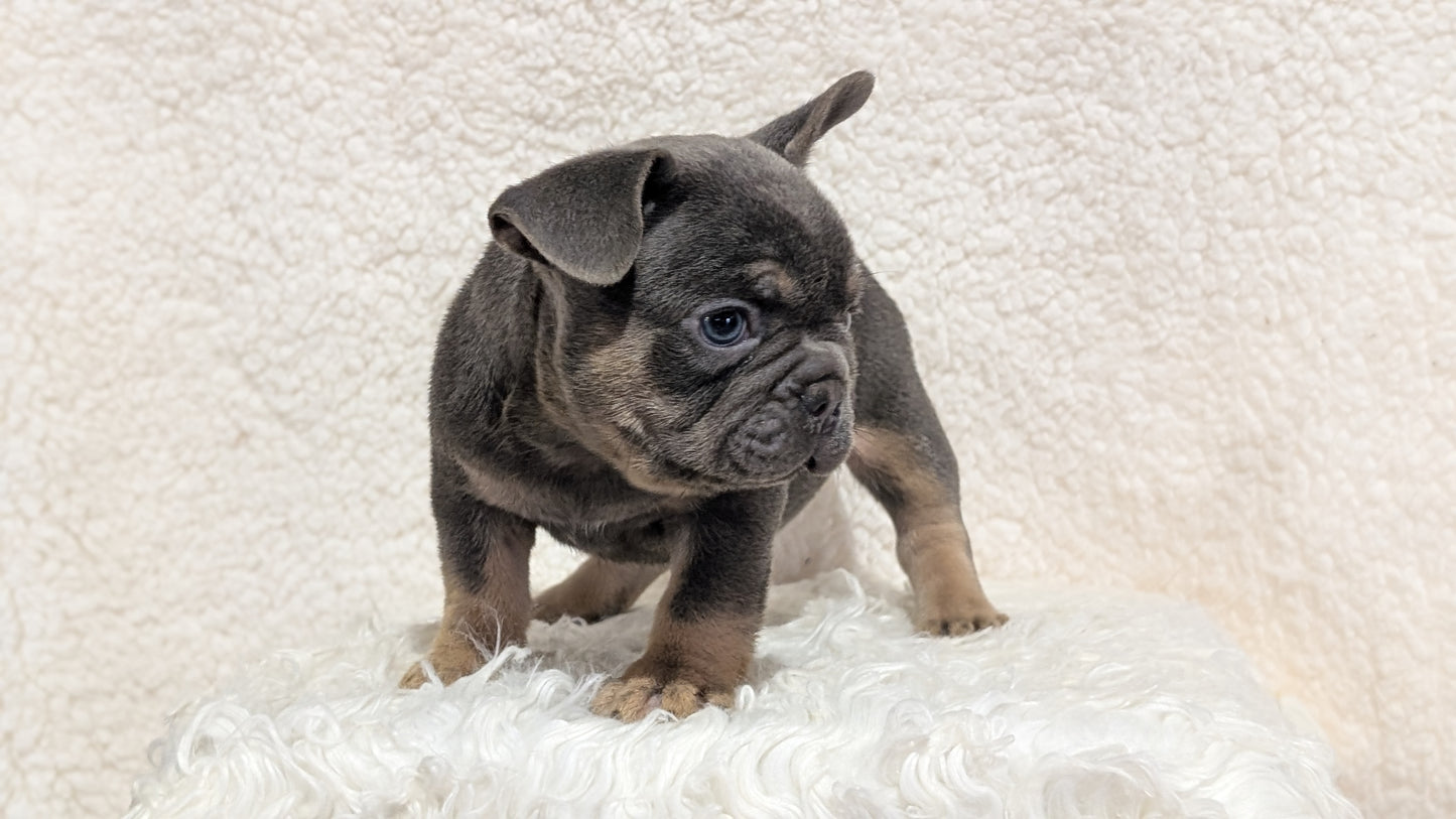 FRENCH BULLDOG (JUN 29) MALES