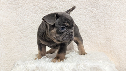 FRENCH BULLDOG (JUN 29) MALES
