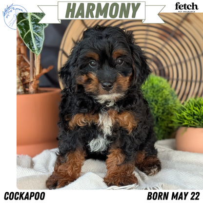 COCKAPOO (MAY 22) FEMALES