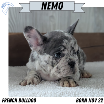 FRENCH BULLDOG (NOV 22) MALES