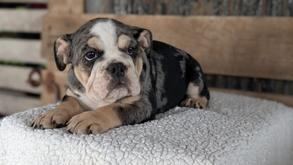 ENGLISH BULLDOG (JUN 29) 1 FEMALE/1 MALE