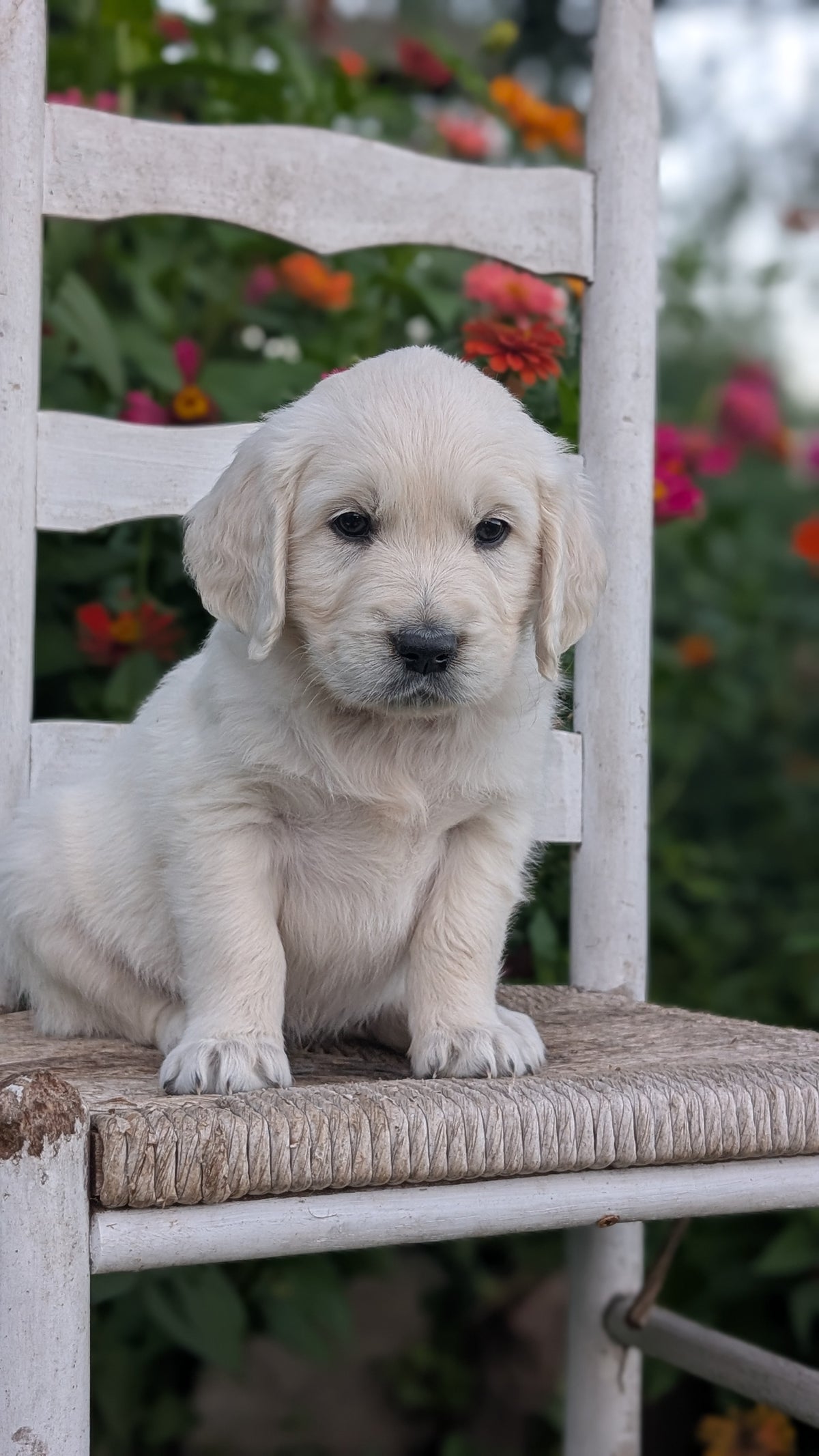 ENGLISH CREAM RETRIEVER (AUG 19) 3 MALES/4 FEMALES