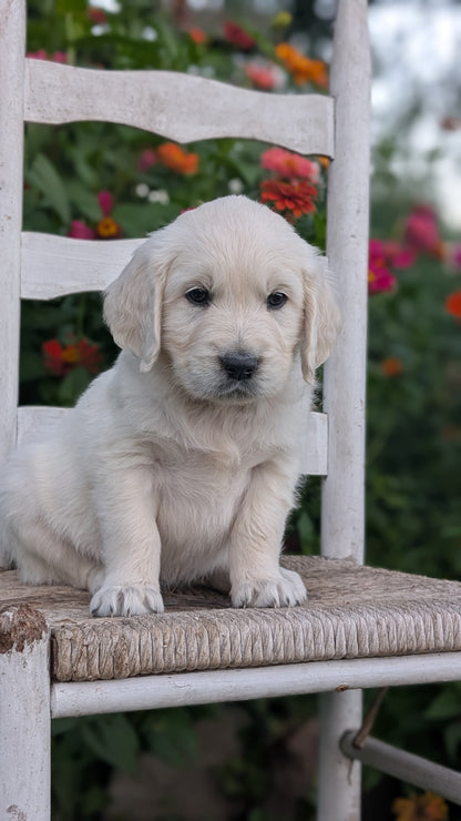 ENGLISH CREAM RETRIEVER (AUG 19) 3 MALES/4 FEMALES