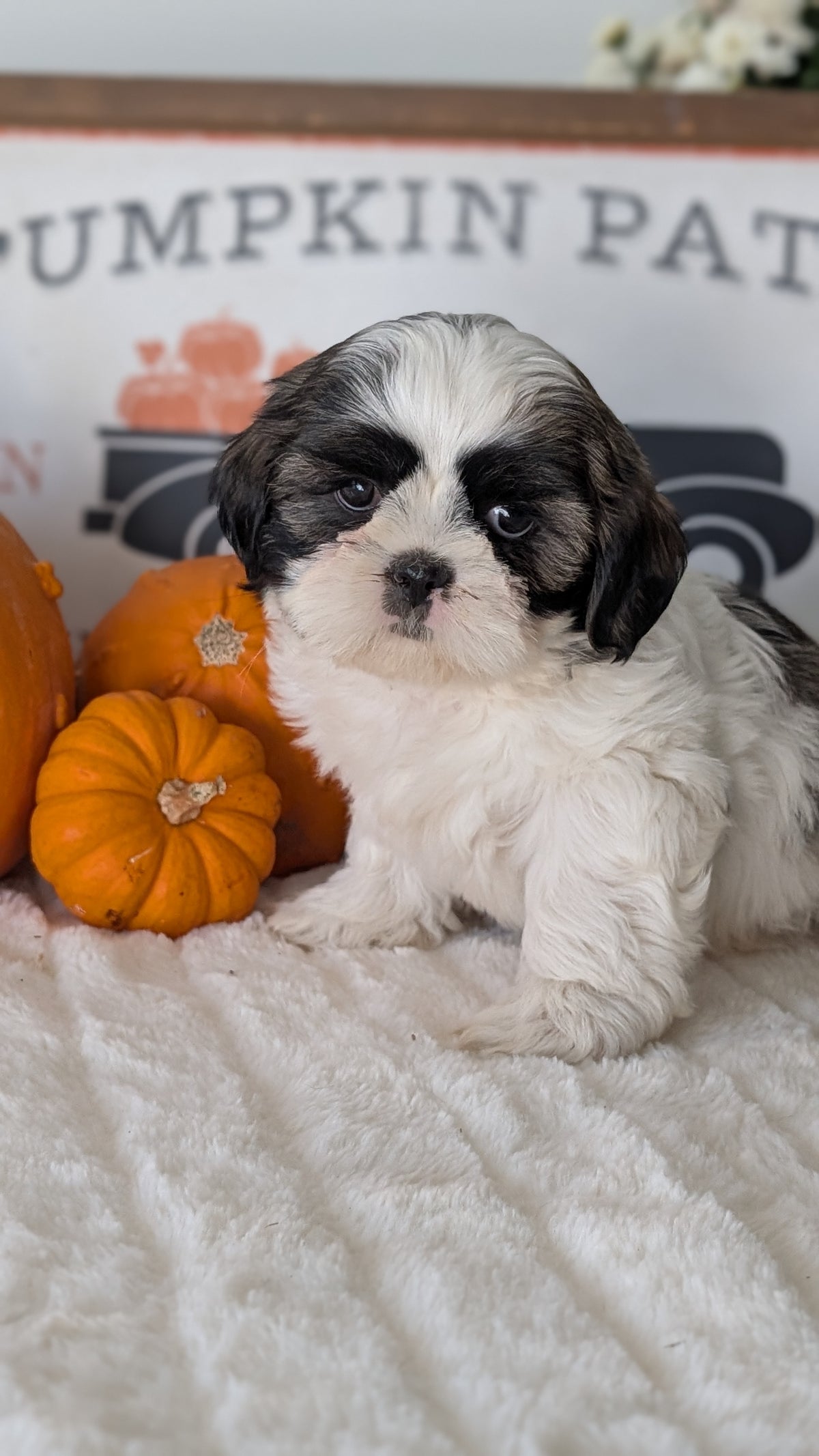 SHIH TZU (AUG 17) 2 FEMALES/3 MALES