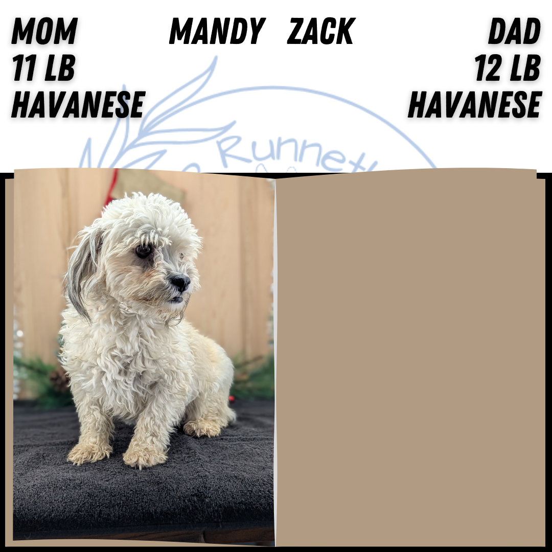 HAVANESE (OCT 25) MALES