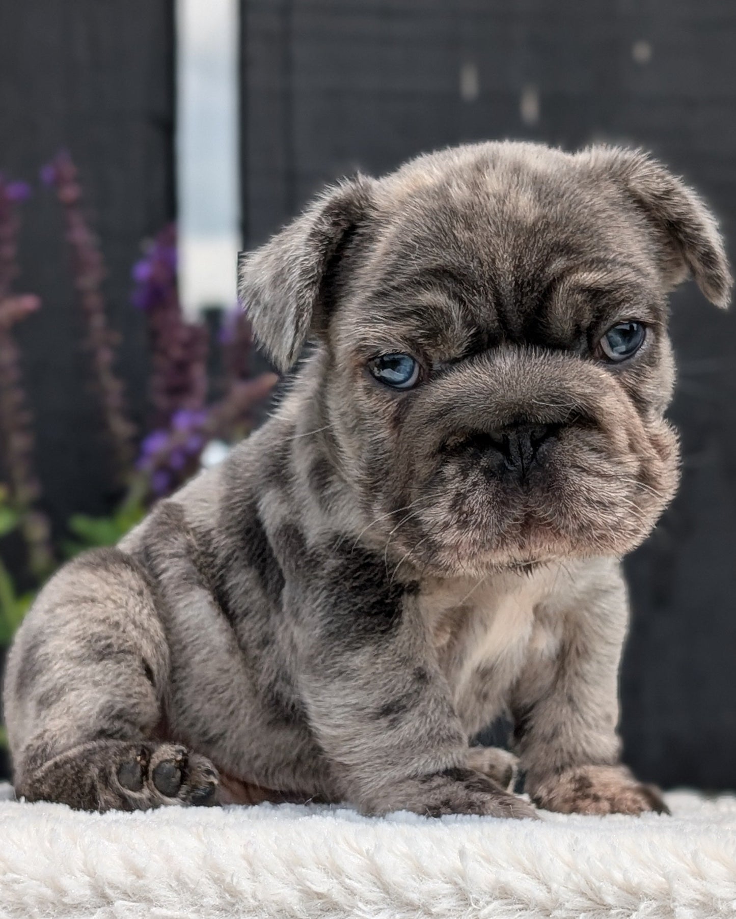 FRENCH BULLDOG (APR 24) MALES