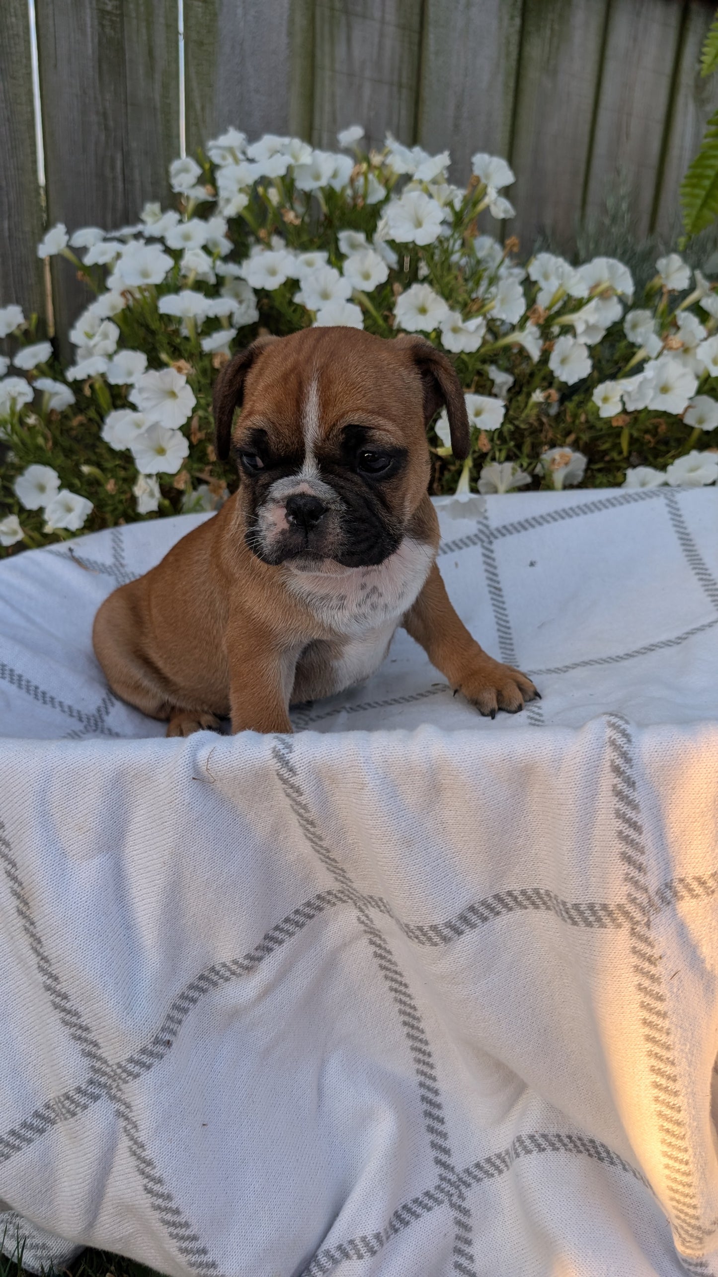 FRENCH BULLDOG (07/15) MALE