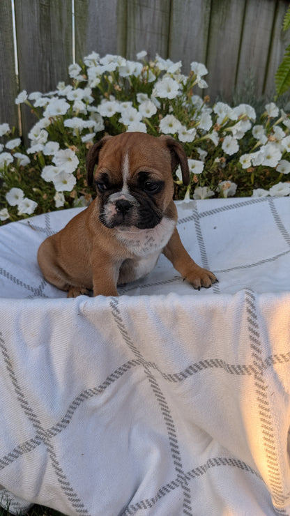FRENCH BULLDOG (07/15) MALE