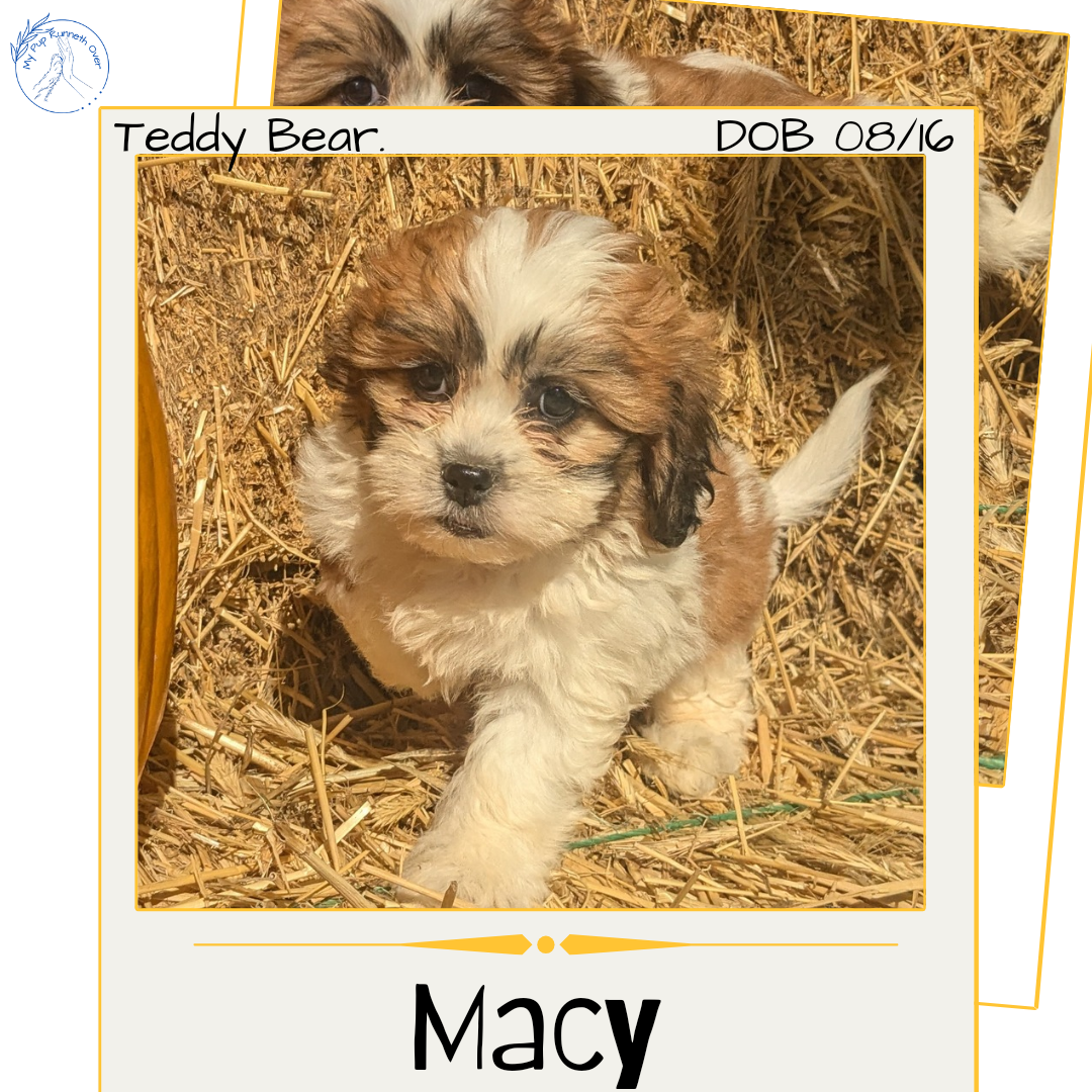 Teddy demonstrative Bear Puppies Shih Tzu Bichon