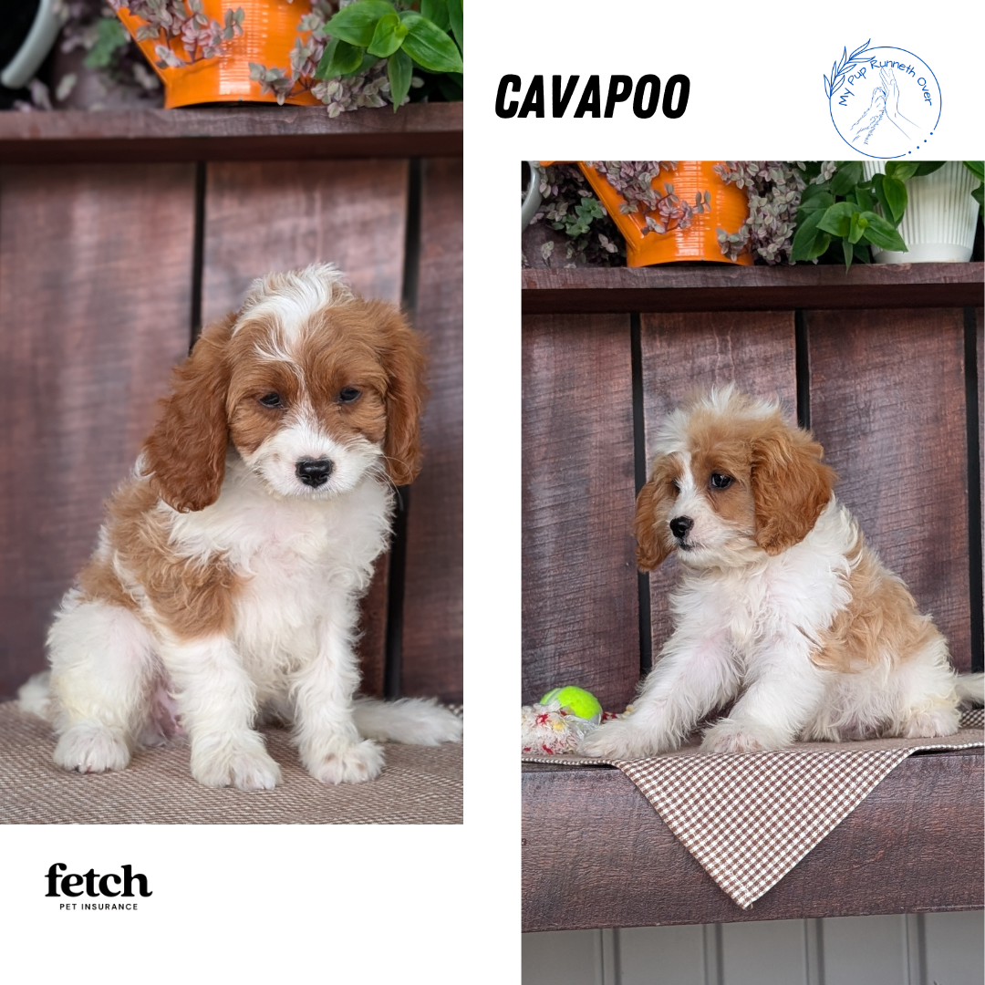 CAVAPOO (MAY 18) FEMALES