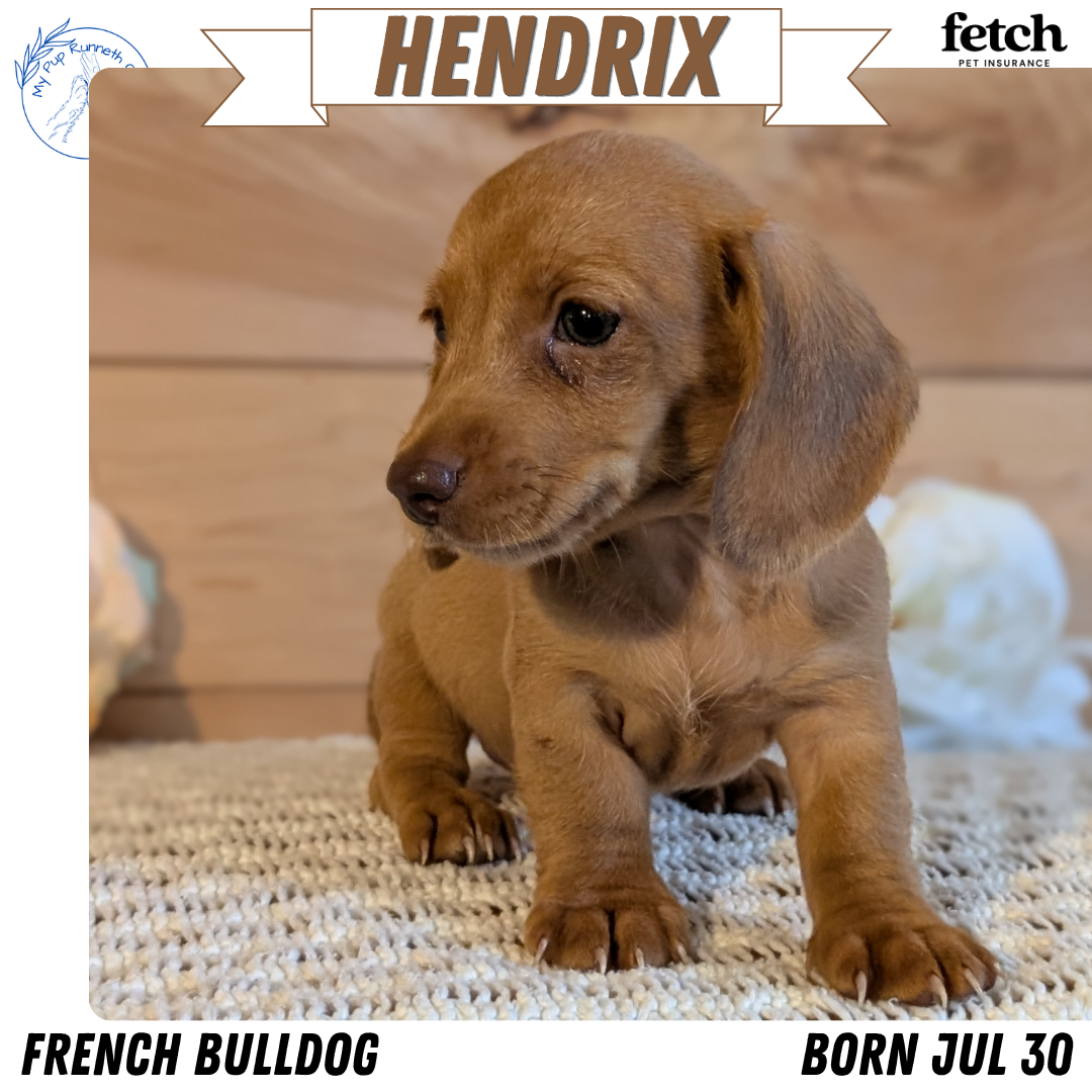 MINI DACHSHUND (JUL 30) 4 MALES/1 FEMALE