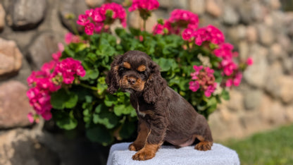 COCKER SPANIEL (07/16) MALE