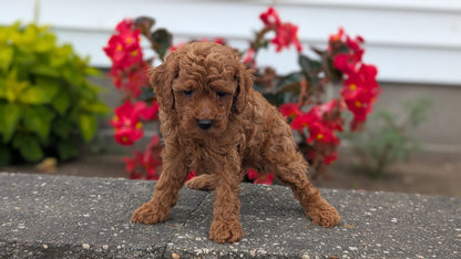 TOY POODLE (07/04) MALE