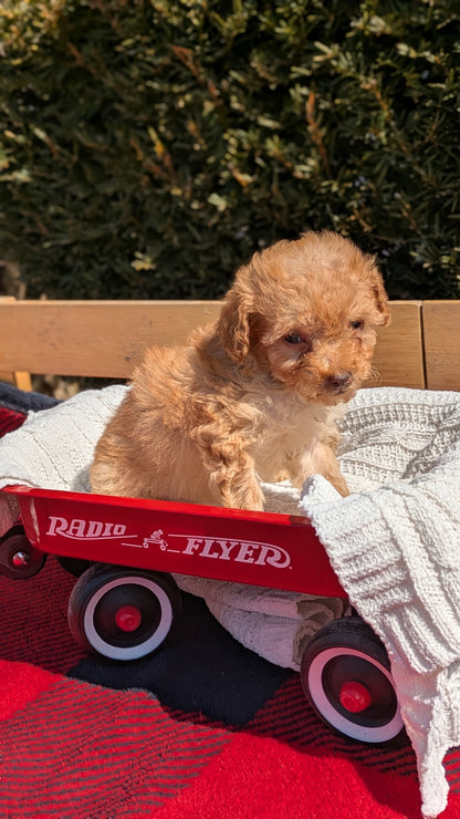 TOY POODLE (01/23) FEMALE
