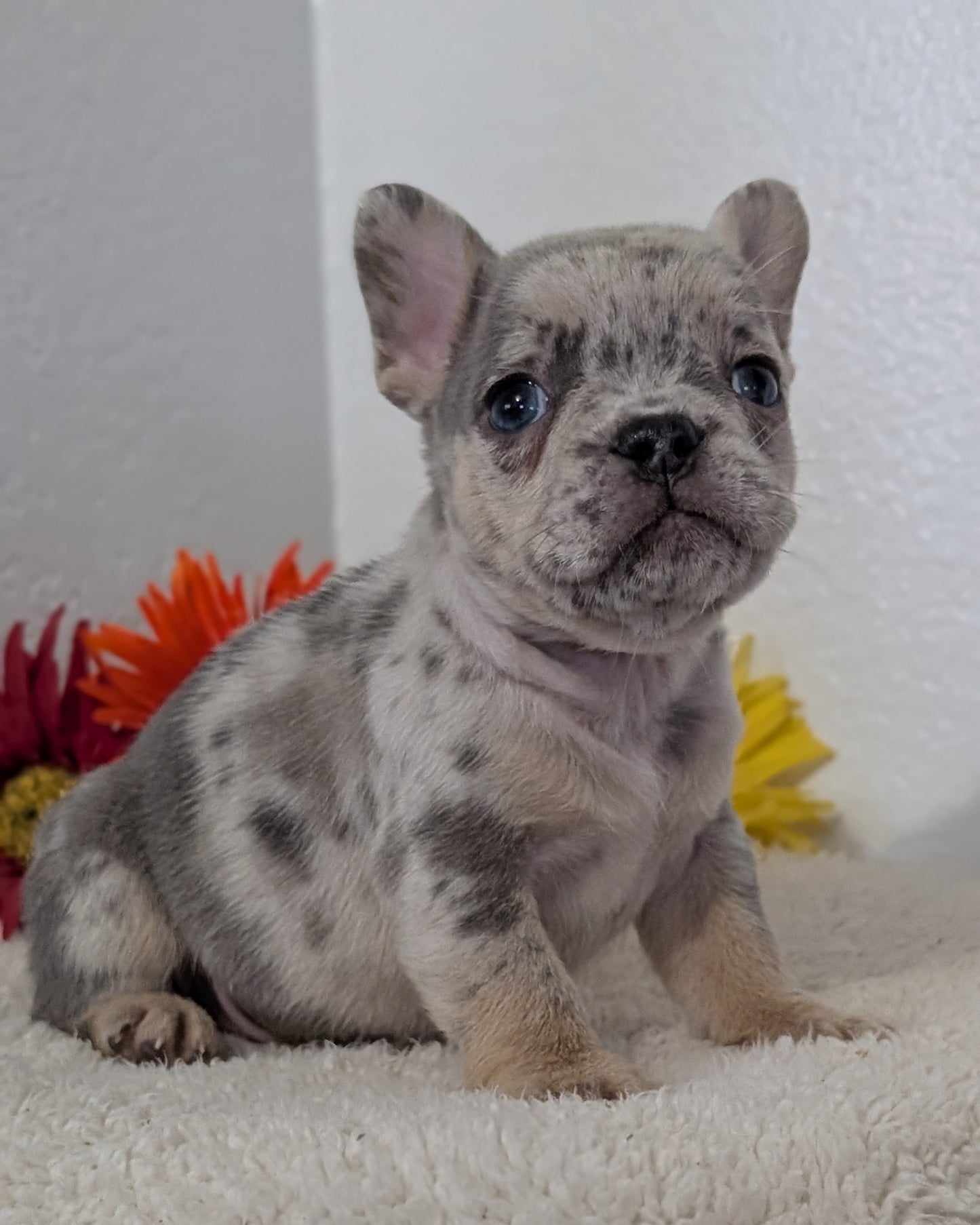 FRENCH BULLDOG (FEB 21) MALES