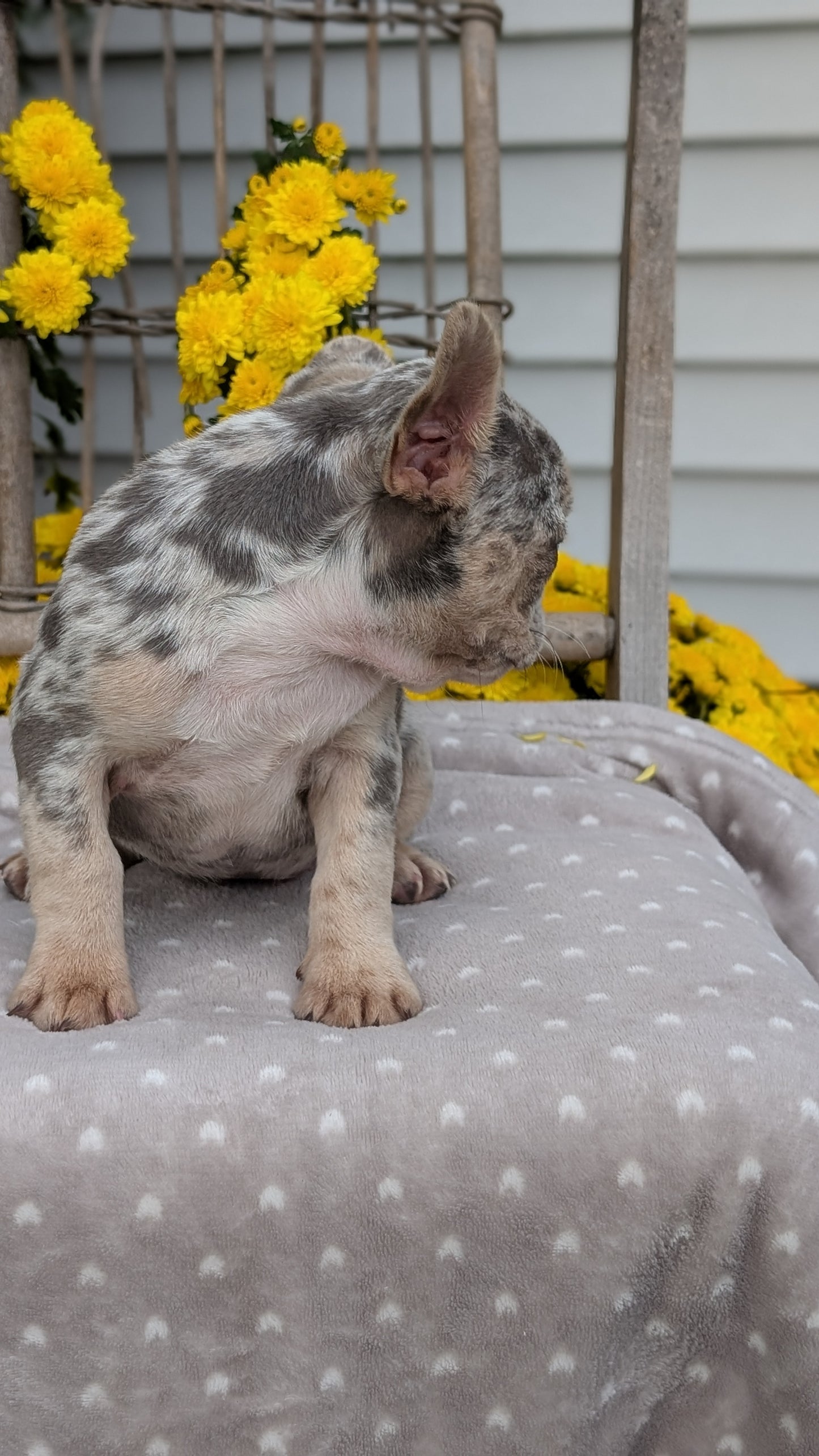 FRENCH BULLDOG (07/29) FEMALE