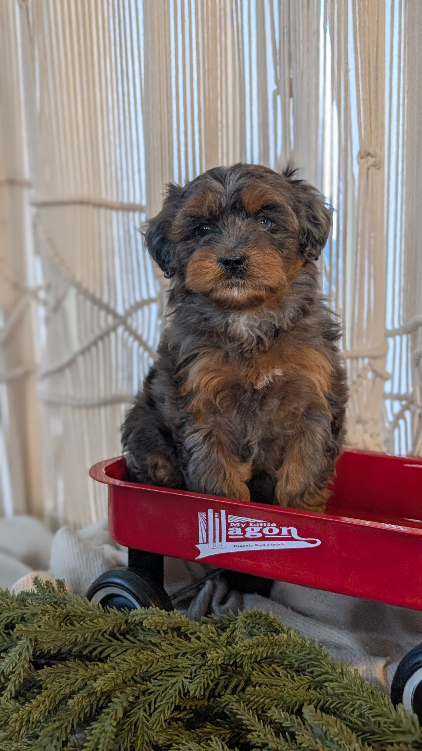 CAVAPOO (NOV 17) FEMALES