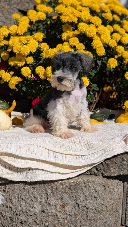 MINI SCHNAUZER (08/06) MALE