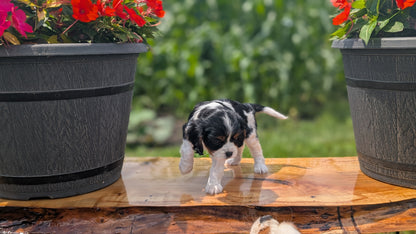 CAVALIER (MAY 30) FEMALES