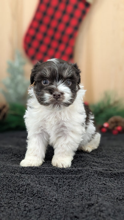 HAVANESE (OCT 25) MALES