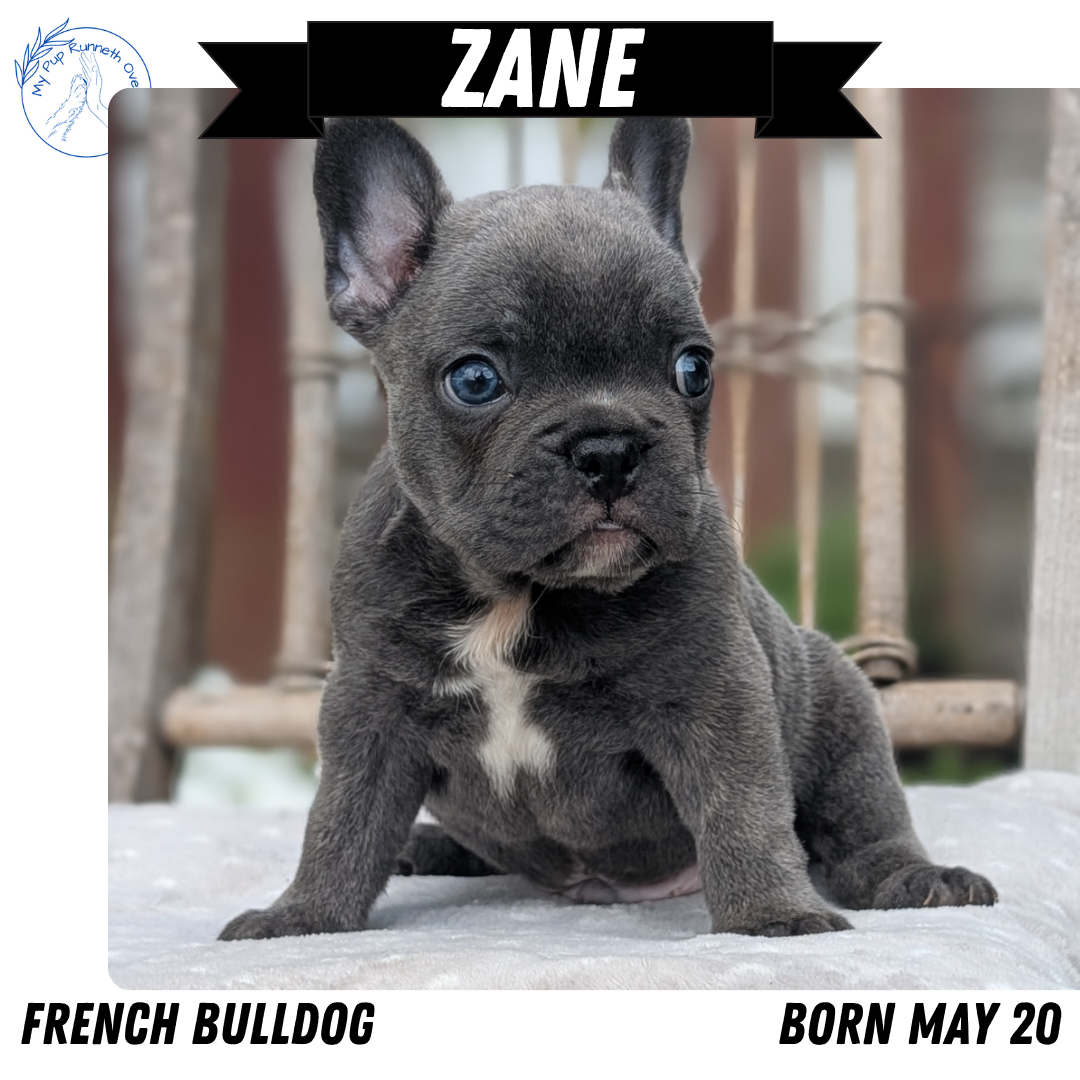 FRENCH BULLDOG (05/20) MALE
