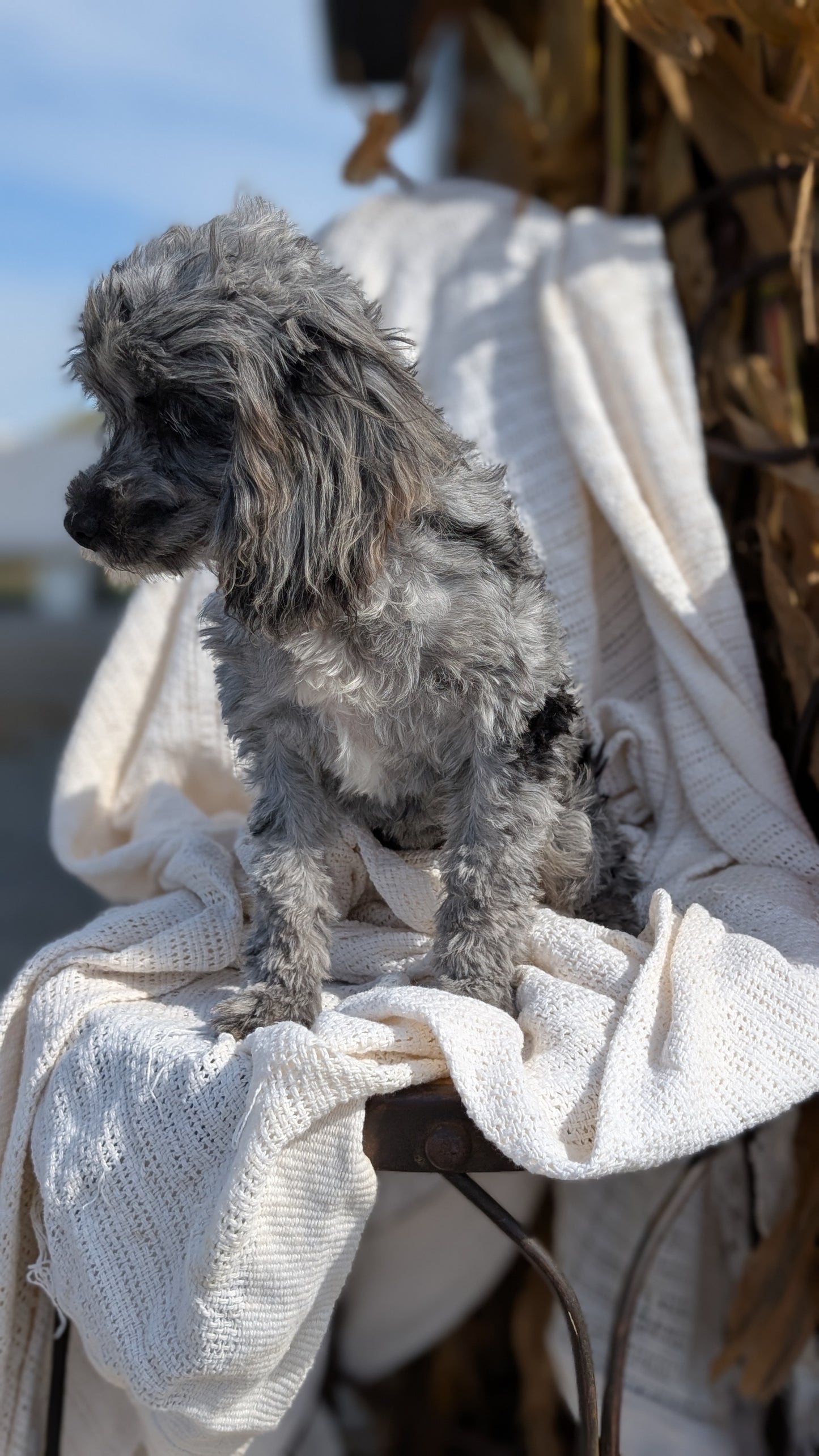 COCKAPOO (05/02) FEMALE