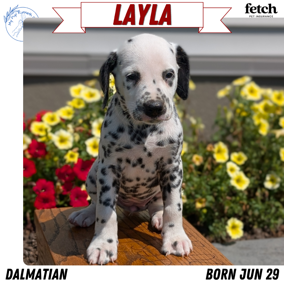 DALMATIAN (JUN 29) FEMALES