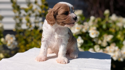 CAVAPOO (AUG 20) 2 MALES/1 FEMALE