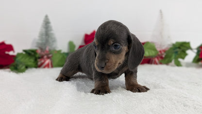 MINI DACHSHUND (OCT 20) MALES