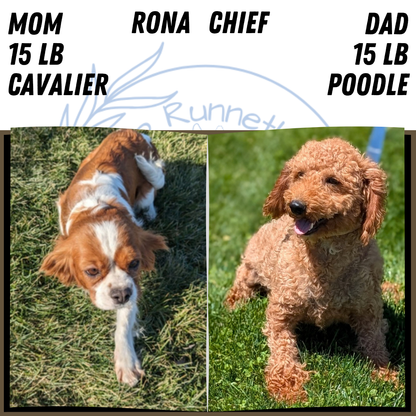 CAVAPOO (AUG 20) 2 MALES/1 FEMALE