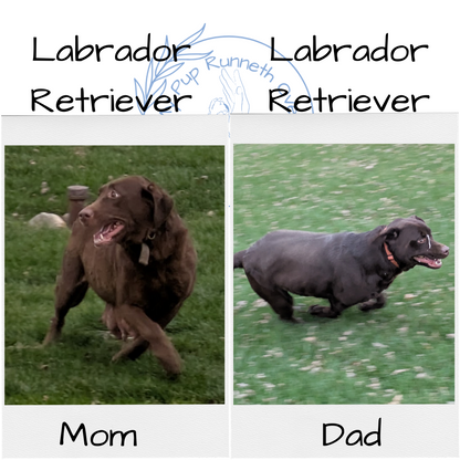 LABRADOR RETRIEVER (11/03) MALE