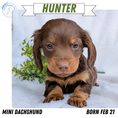 MINI DACHSHUND (02/21) MALE