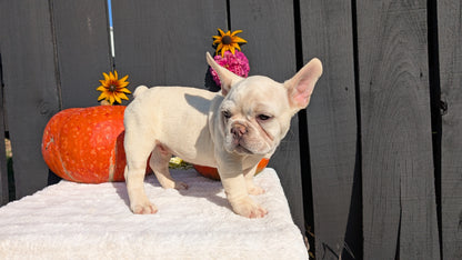 FRENCH BULLDOG (07/08) MALE