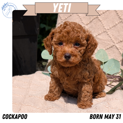 COCKAPOO (05/31) MALE