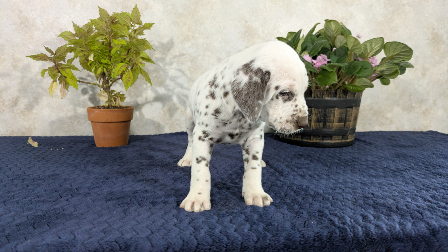 DALMATIAN (02/14) MALE