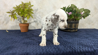 DALMATIAN (02/14) MALE