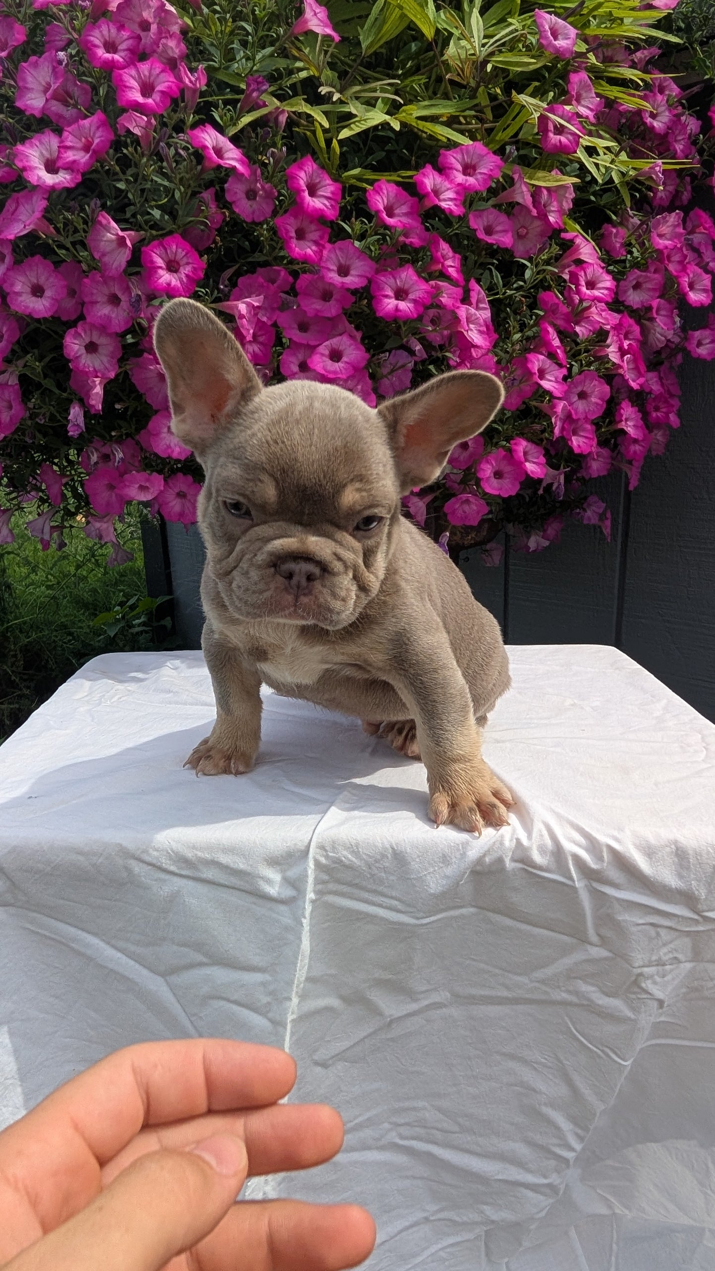 FRENCH BULLDOG (06/27) MALE