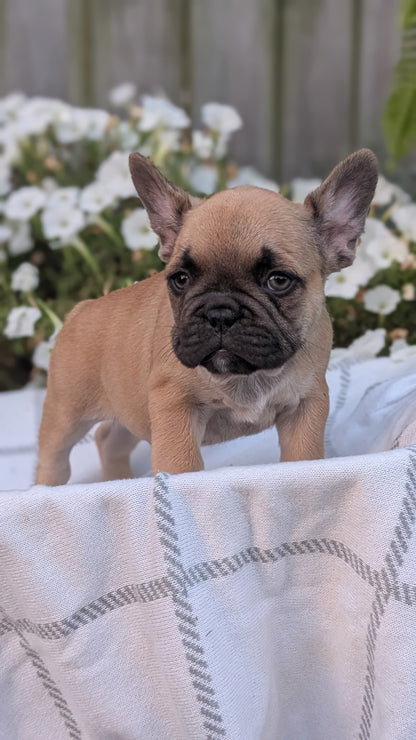 FRENCH BULLDOG (07/15) MALE