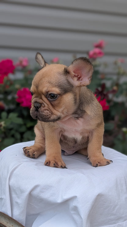 FRENCH BULLDOG (JUN 26) 2 MALES